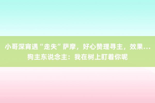 小哥深宵遇“走失”萨摩，好心赞理寻主，效果…狗主东说念主：我在树上盯着你呢